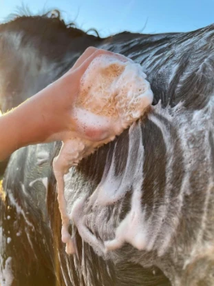 Hairy Pony Shampoo Bar