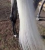 The Show Horse - 3 in 1 Whitening Wash