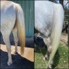 The Show Horse - 3 in 1 Whitening Wash Sample Pack