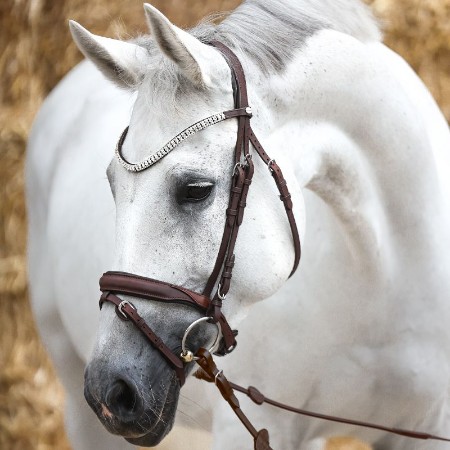 Kavalkade Everness Bridle