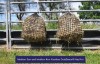 GutzBusta® Knotless Hay Net - Medium