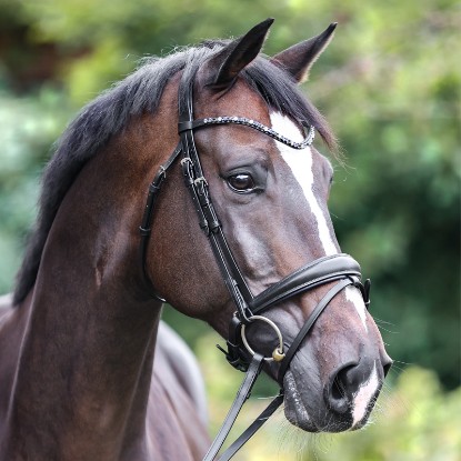 Kavalkade Ocean Bridle 