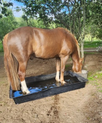 Summer Hoof Care