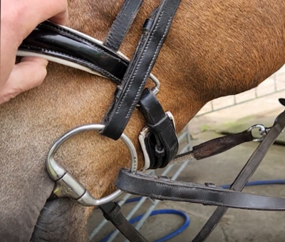 Crank nosebands vs cavesson nosebands | Equestrian Products from Vivant ...