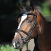 Kavalkade Lorenz Bridle