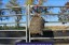 GutzBusta® Knotless Hay Net - Extra Small