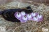 Vivant Equi Massage Roller Ball Glove