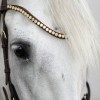 Kavalkade Caliano Bridle 