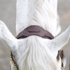 Kavalkade Caliano Bridle 