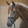 Kavalkade Quentin Bridle 