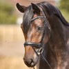 Kavalkade Diana Bridle 