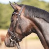 Kavalkade Diana Bridle 