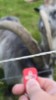 ZapSense Electric Fence Tester