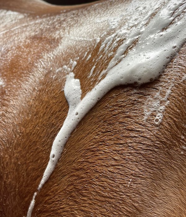 Choosing a shampoo for your horse